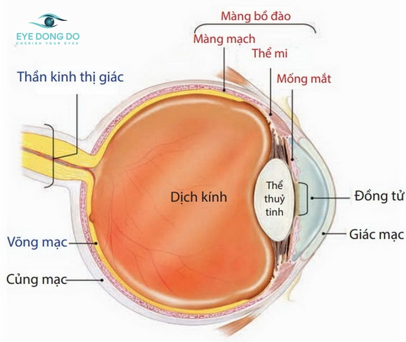 Viêm mống mắt khiến người bệnh bị suy giảm thị lực sợ ánh sáng