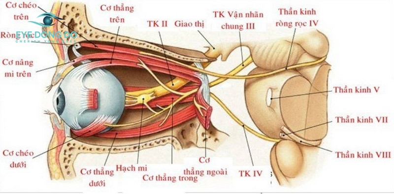 Viêm dây thần kinh thị giác làm suy giảm thị lực khá nhiều