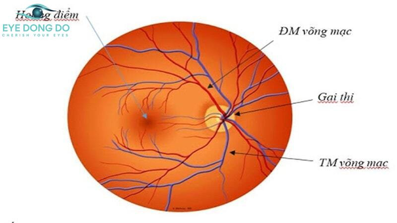 Vị trí của gai thị