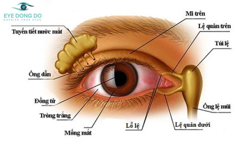 Hình ảnh mô phỏng vị trí của lệ đạo